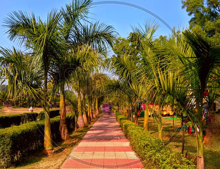 Straight footpath through coconut trees in the park or garden.