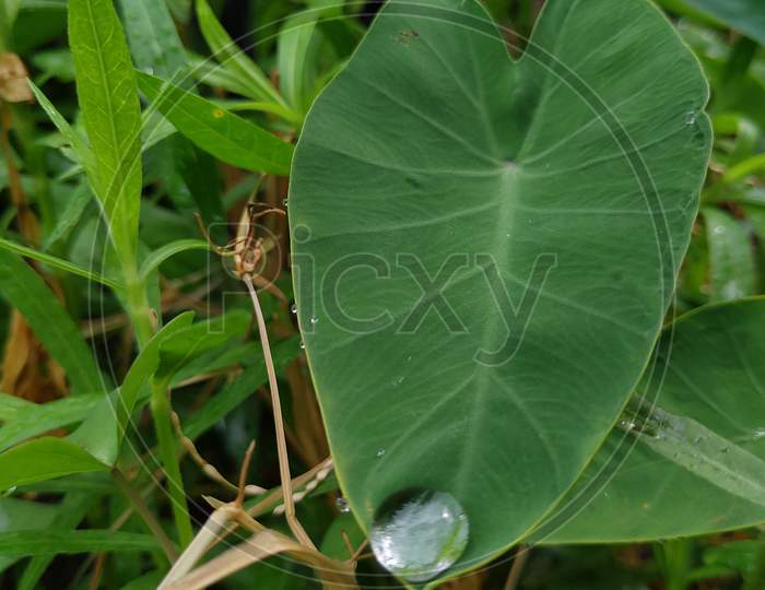 Picture of water drop on the leaf of the colocasia plant