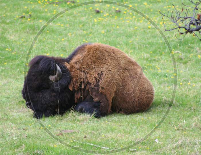 Napping Bison (Wy 00681)