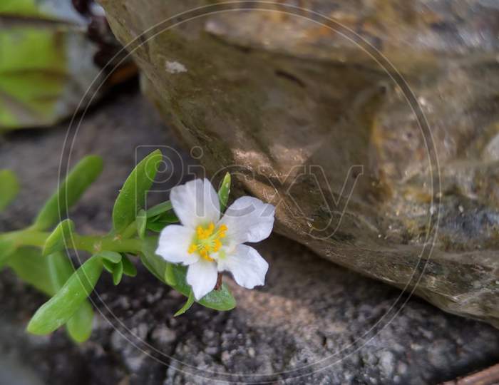 Small white flower between the rocks