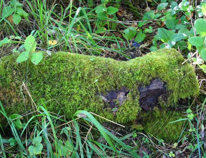 Moss Covered Log (Or 00898)