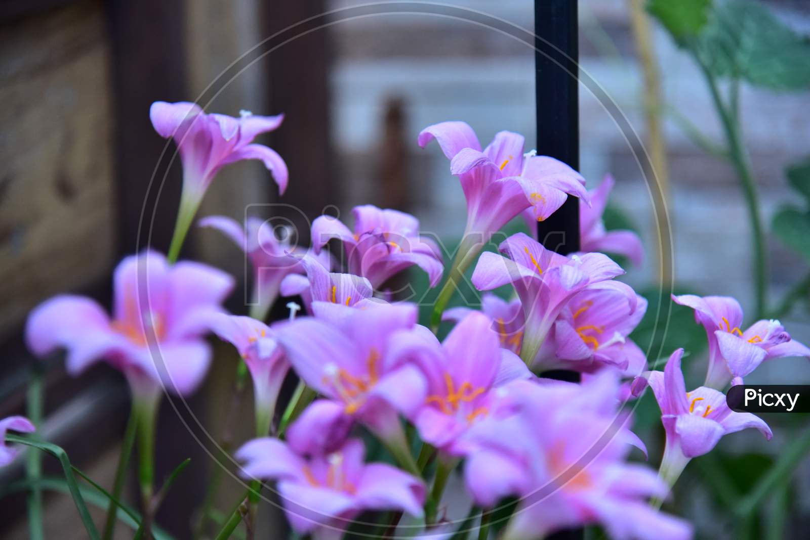 Beautiful Purple Lilly Flowers blossom