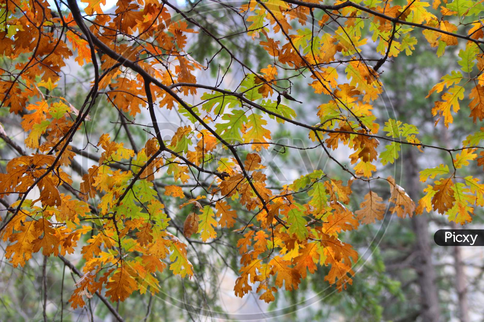 Oak Leaves In The Fall (Ca 06347)
