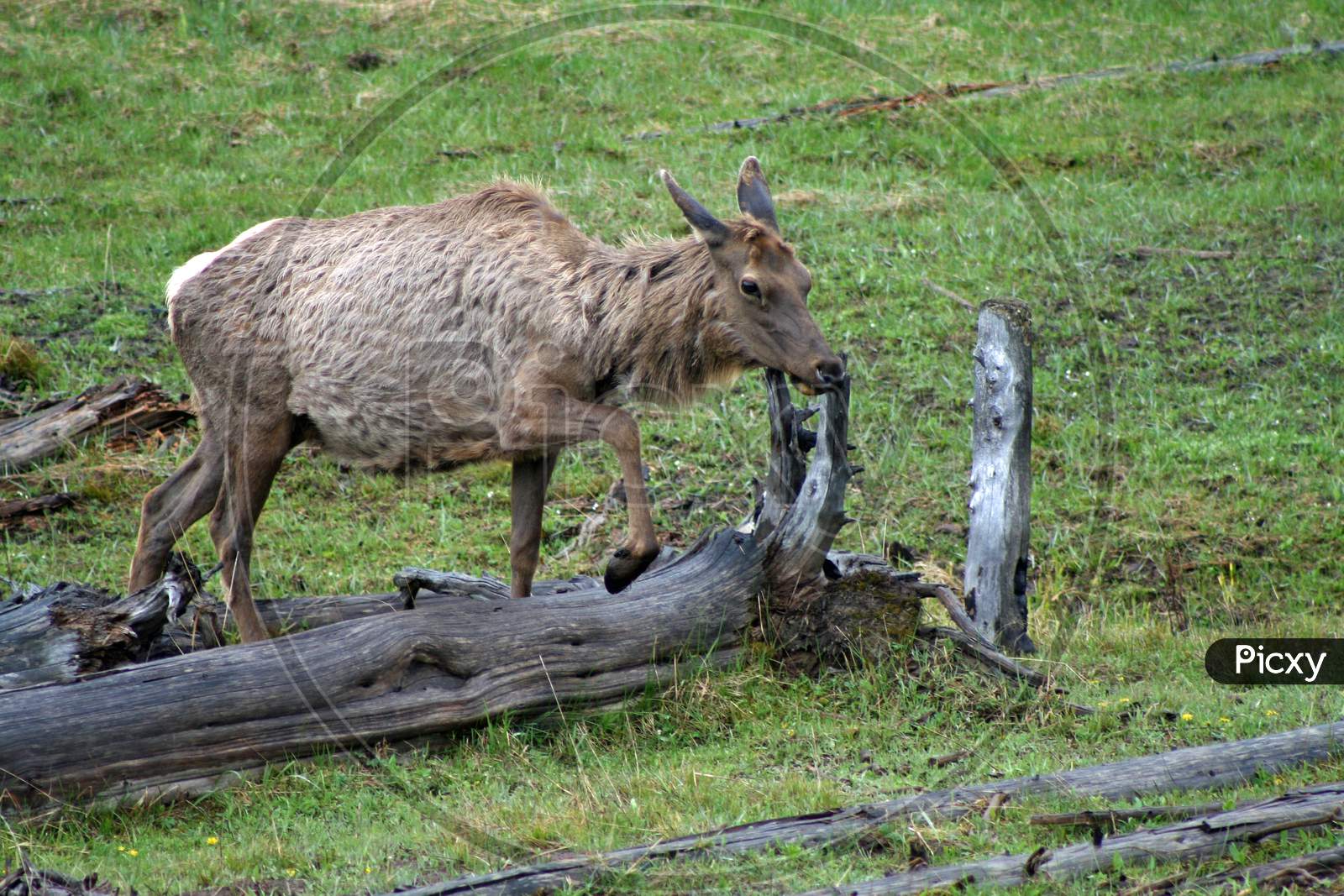 Elk In Yellowstone (Wy 00383)
