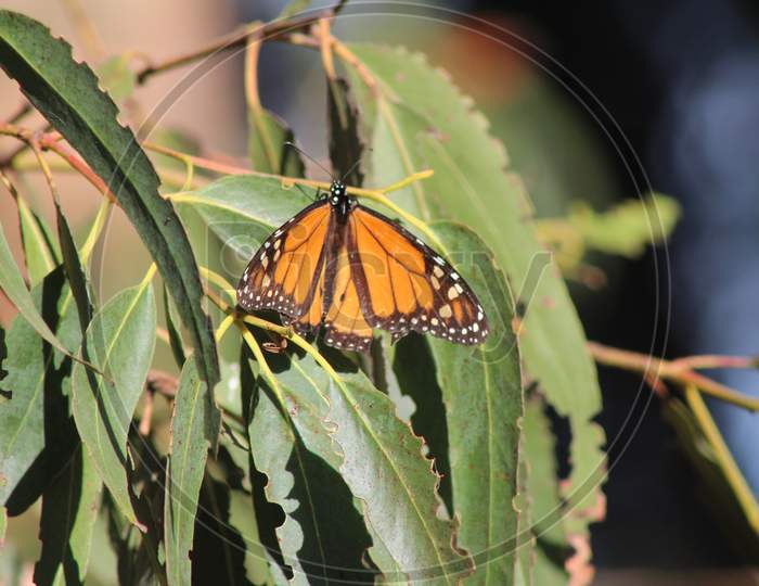 Monarch Butterfly (Ca 06903)