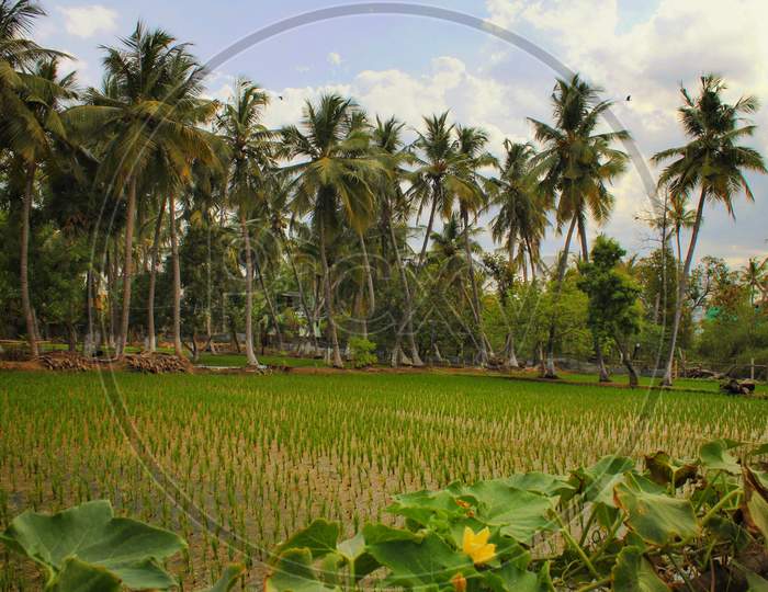 Paddy fields and coconut trees farm