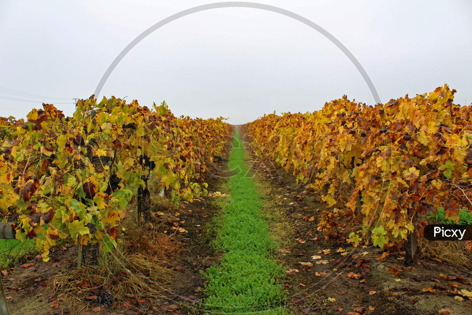 Autumn Vineyard (Ca 07306)