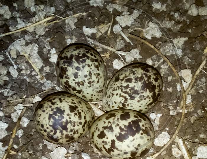 Red wattled lapwing four Eggs Closeup