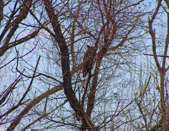 Owl In A Tree (Ca 07024)