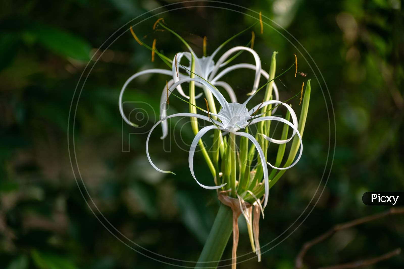 Picture of a beautiful beach spider lily (Hymenocallis littoralis) isolated on the green blur background.