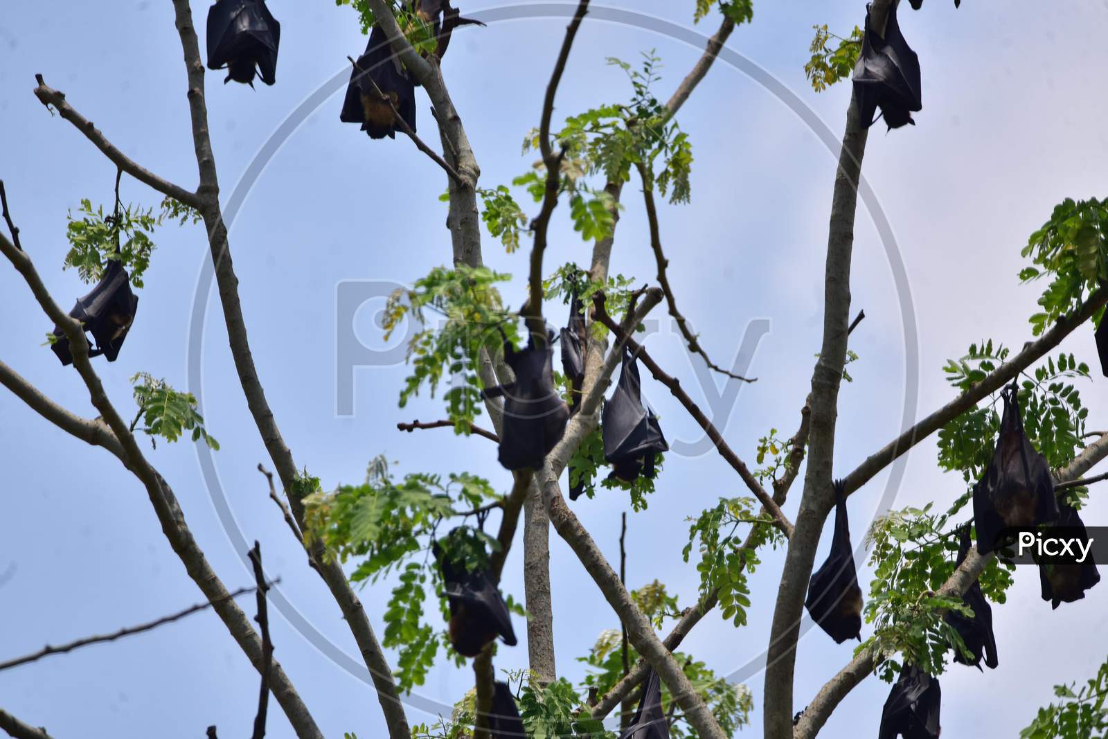Bats Take Rest On Trees In Nagaon District Of Assam On June 07,2020.