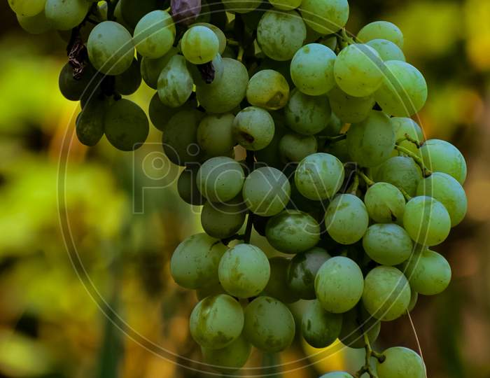 Photography of grapes.