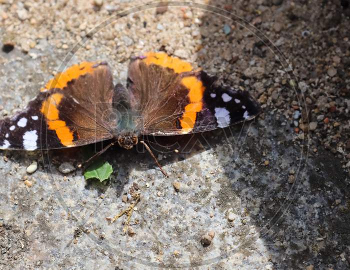 Red Admiral butterfly. Vanessa atalanta sitting on a cobblestone and taking a sunbath