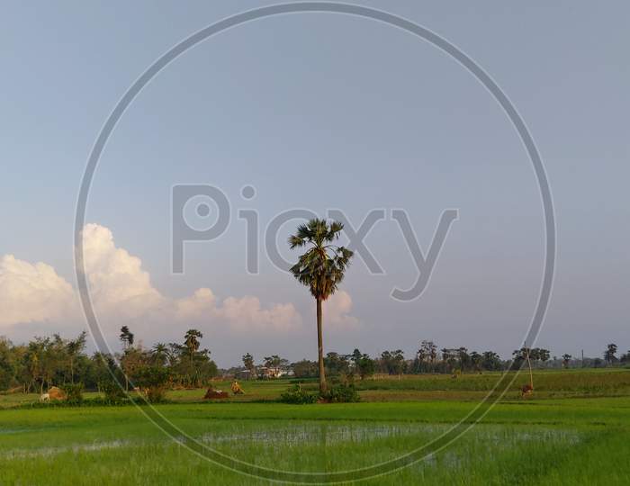 Landscape view of coconut tree in the green horizon