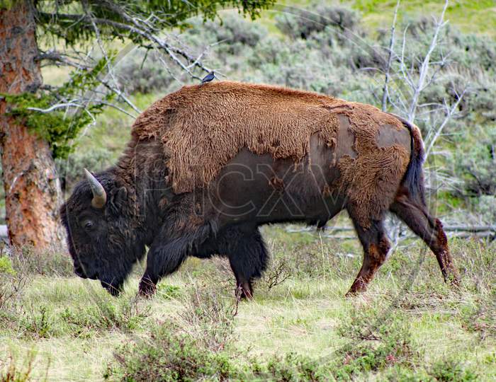 Bison With A Passenger (Wy 00729)