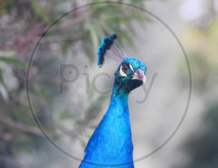 Peacock (Ca 07927)
