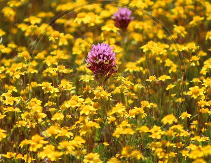 Wildflowers In Carrizo Plain National Monument (Ca 07644)