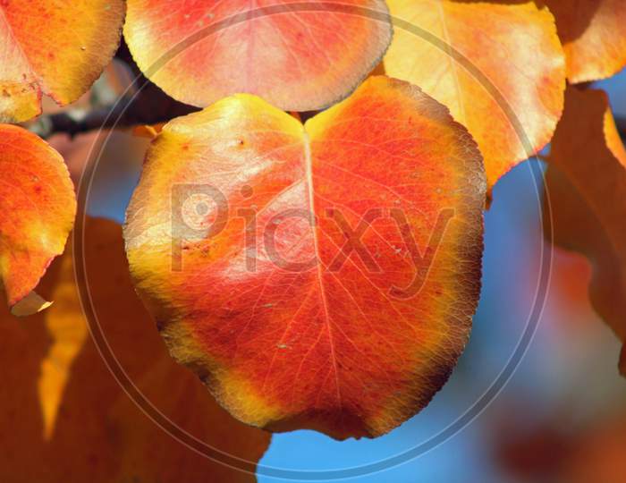 Autumn Leaves (Ca 07762)