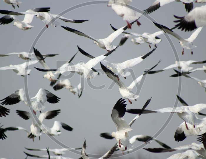 Snow Geese In Flight (Ca 07044)