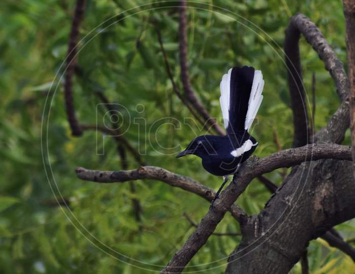 A doyel bird on a branch of a tree.