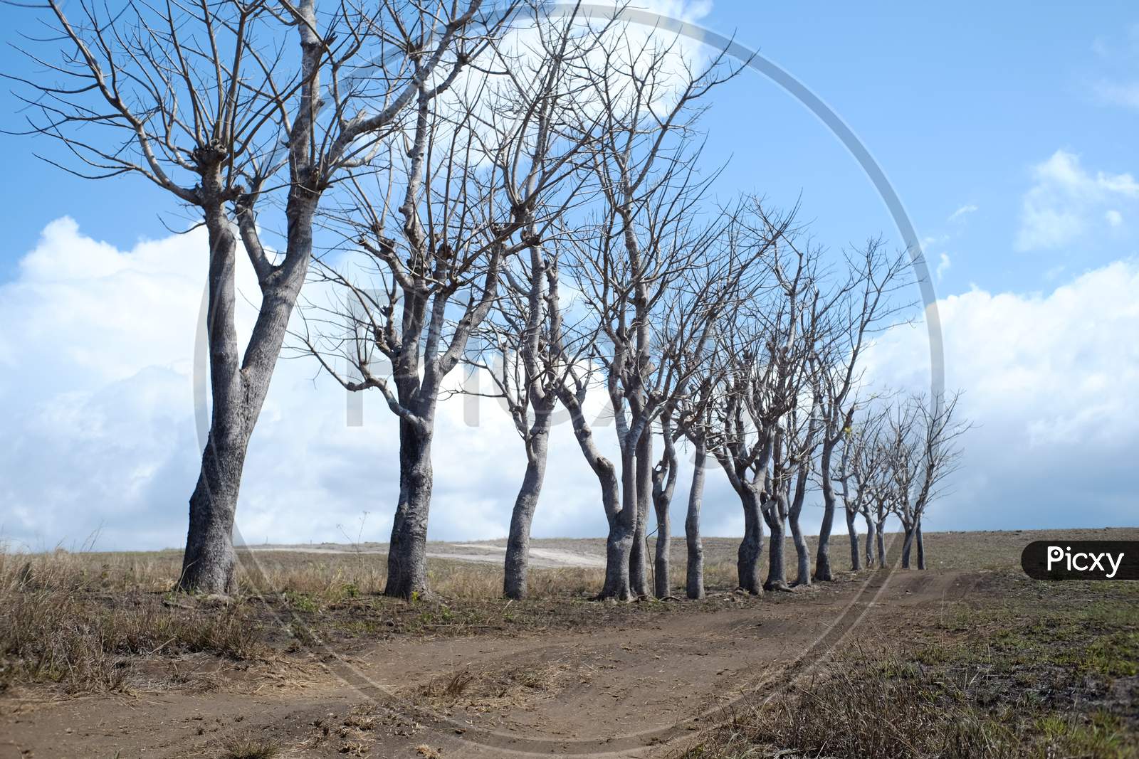 Dried trees in the Lolomogho Loura hill area