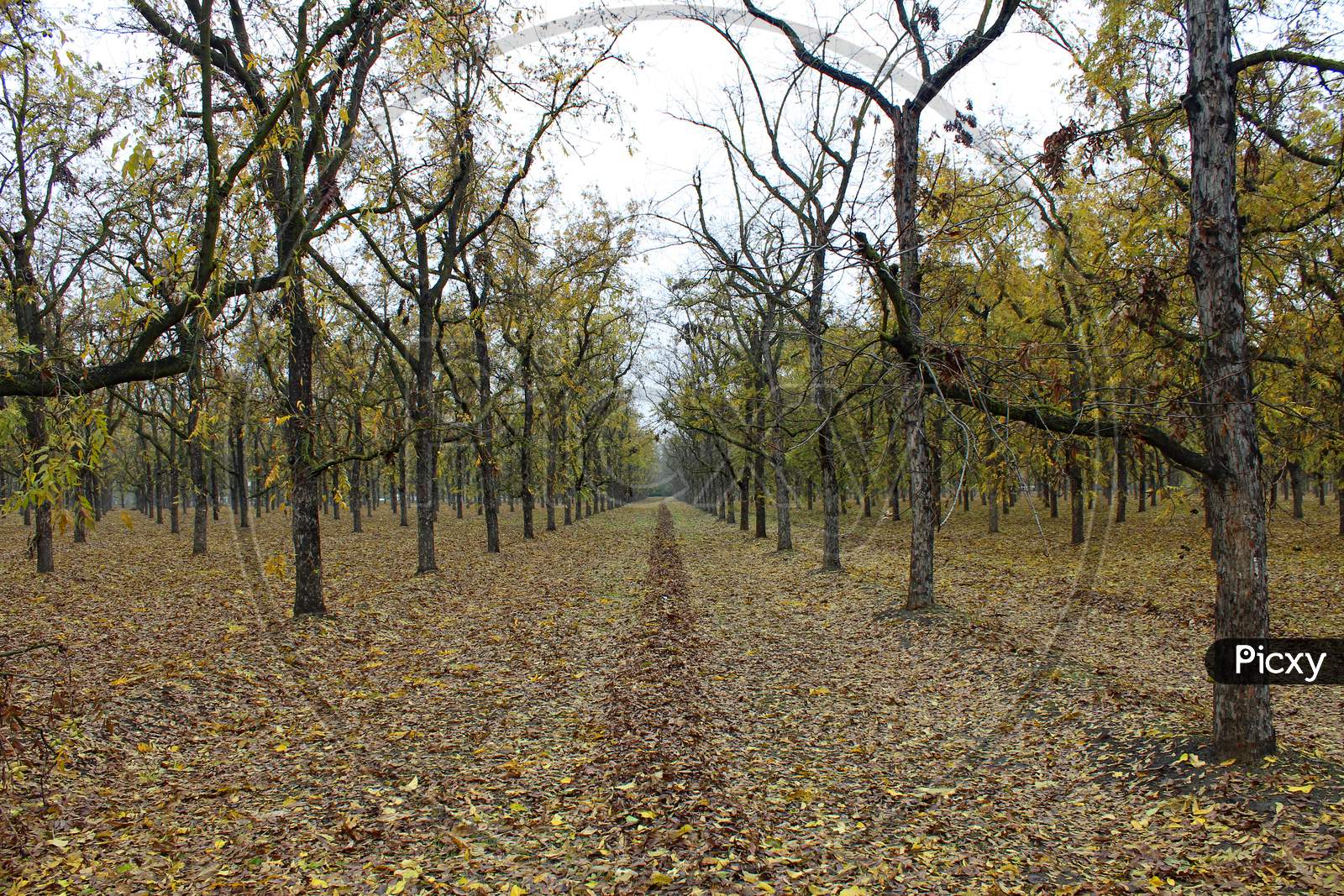Pecan Orchard In The Fall (Ca 07282)