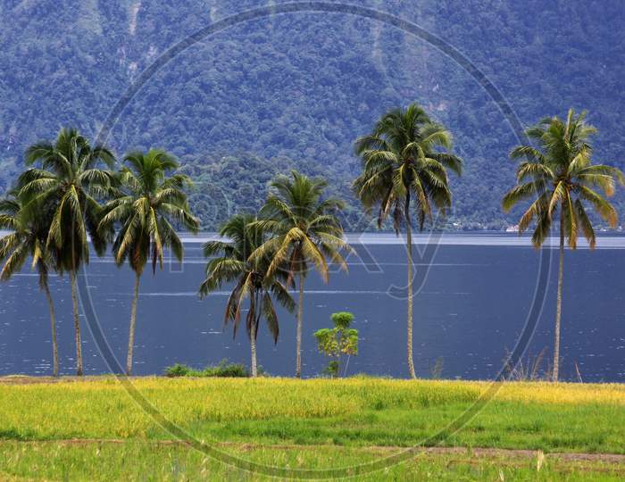 Group Of Palm Trees At Lake Maninjau, West Sumatra