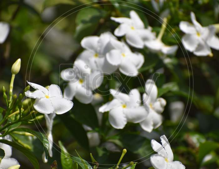 beautiful white pinwheel flowers