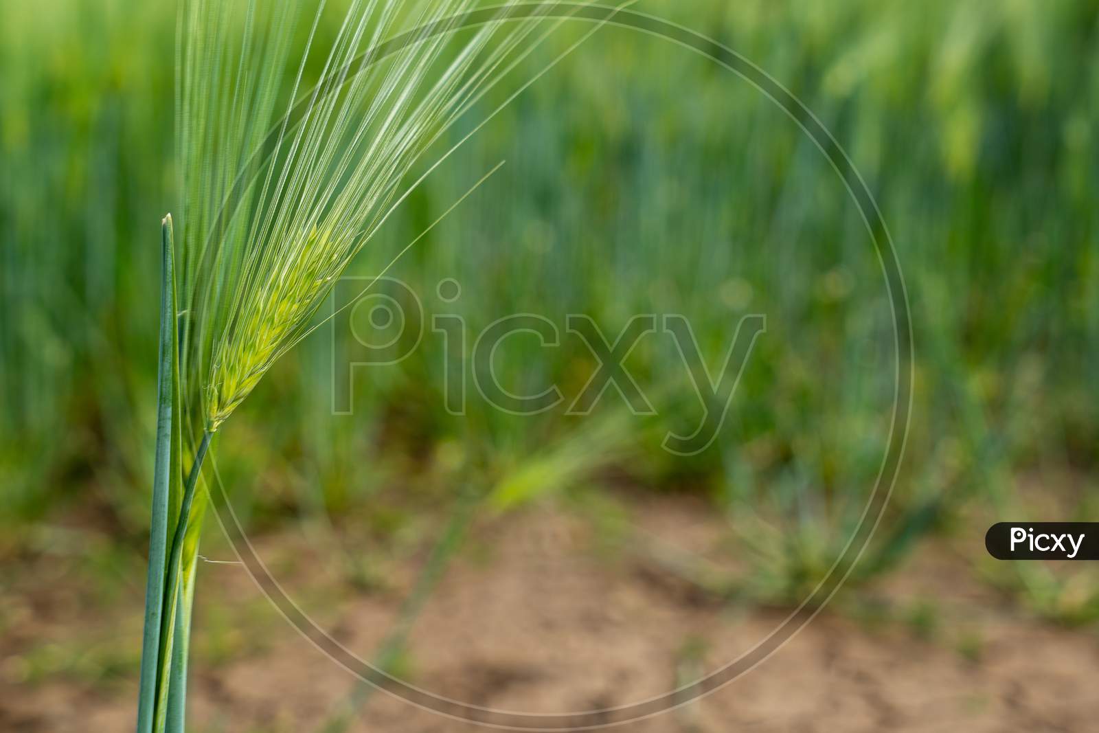 Ripening Bearded Barley On A Bright Summer Day. It Is A Member Of The Grass Family, Is A Major Cereal Grain Grown In Temperate Climates Globally.