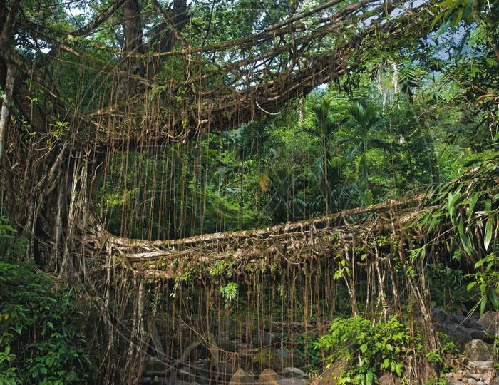 India Tree-Root Bridge, Meghalaya .Sohra Is 56 Kms From Shillong And Is Literally The High Point Of Any Visit To Meghalaya.