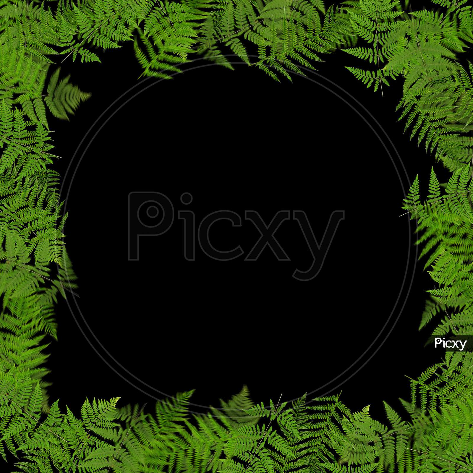Green tropical leaves background with copy space. Black background with the green leaves around the corners of the frame. The place for text and design.