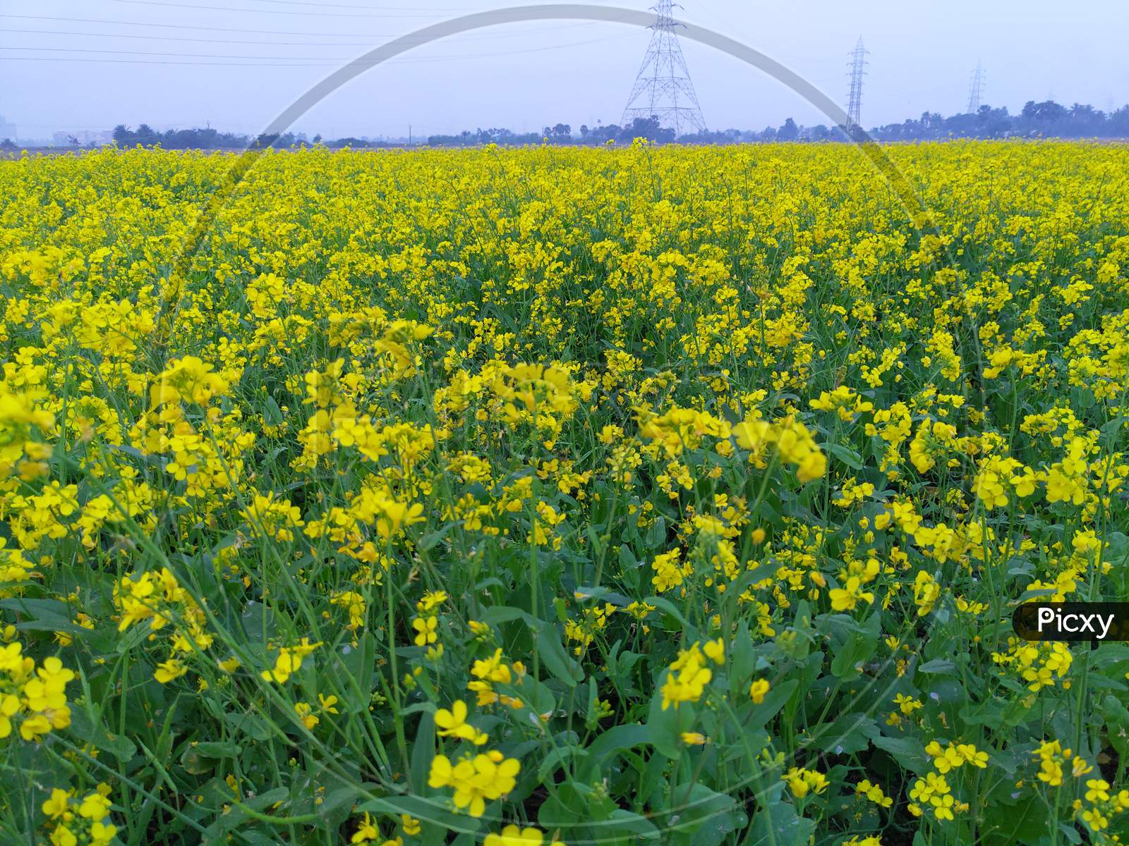 Mustard's field with yellow mustard's flowers. A landscape view.
