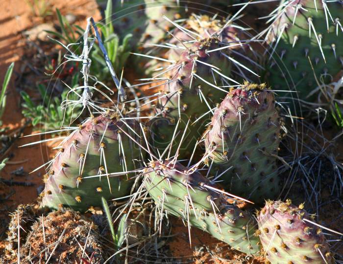 Cactus In Canyonlands (Ut 01616)