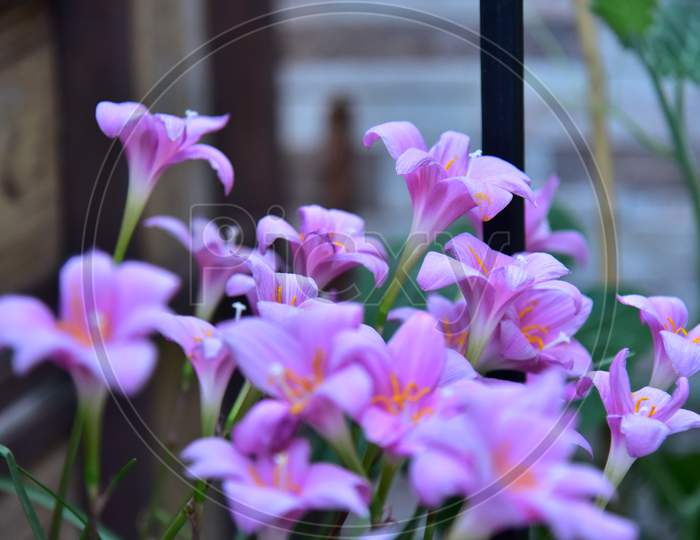 Beautiful Purple Lilly Flowers blossom