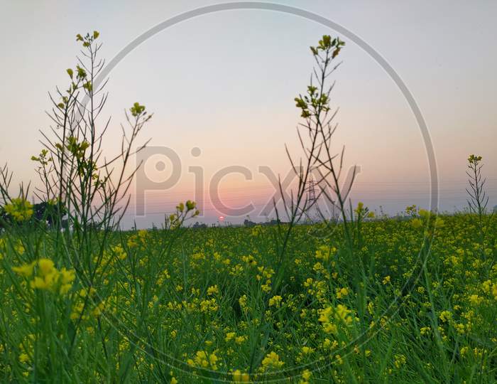 Mustard field taken at sunset