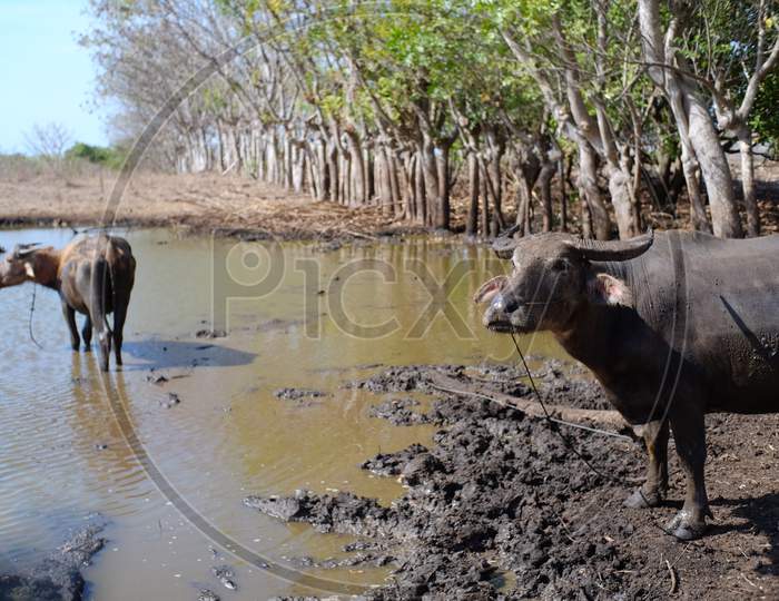 Adult and child buffalo in mud pools