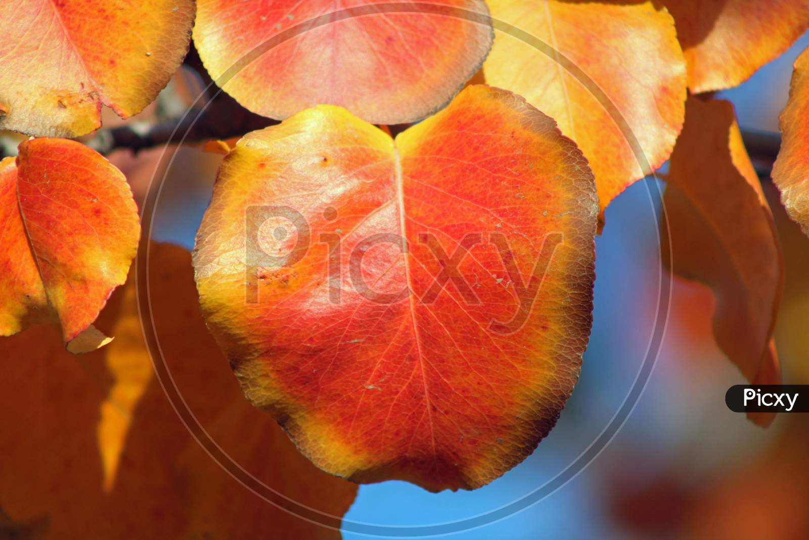 Autumn Leaves (Ca 07762)
