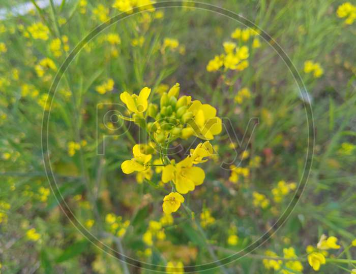 Close shot of a mustard's flower in mustard's field