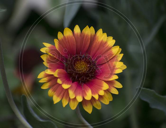 A closeup of indian blanket sunflower.