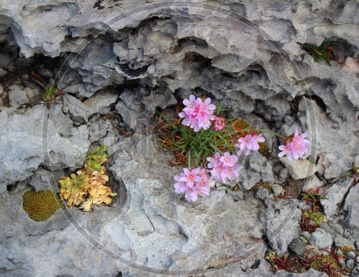 Clover Growing In The Rocks (Ire 0359)