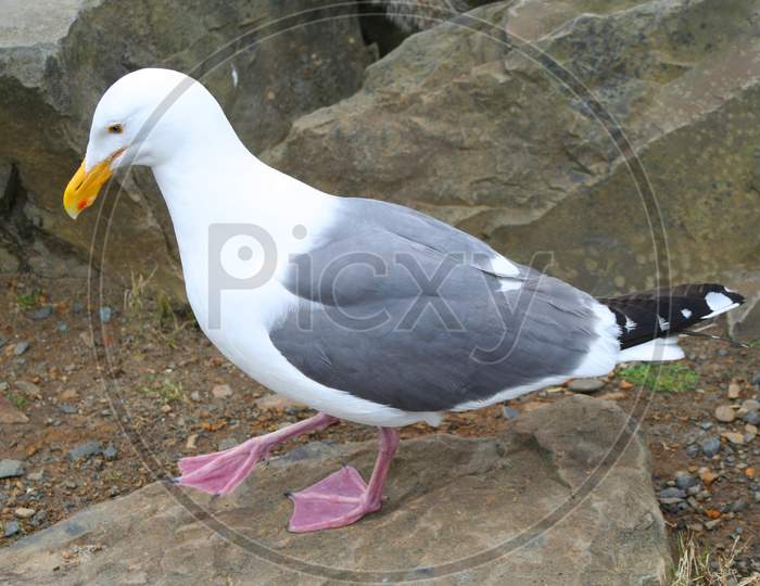 Seagull (Or 00378)