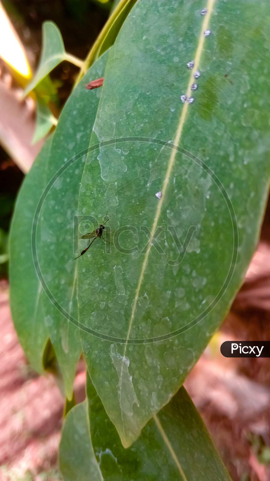 Black mosquito on leaf