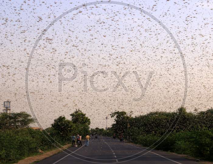 Swarms Of Locust Attack In Outskirts Village Of Ajmer, Rajasthan, India On June 6, 2020.