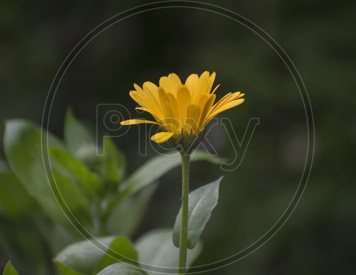 A Calendula arvensis( field Marigold) flower.