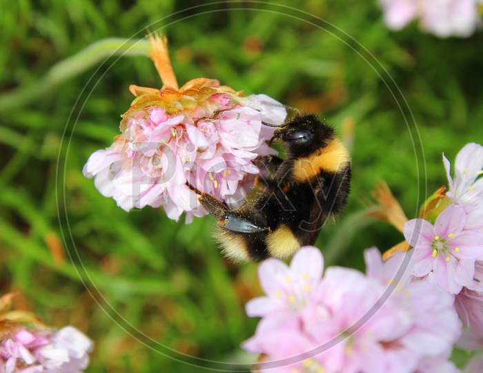 Bee In The Irish Clover (Ire 0859)