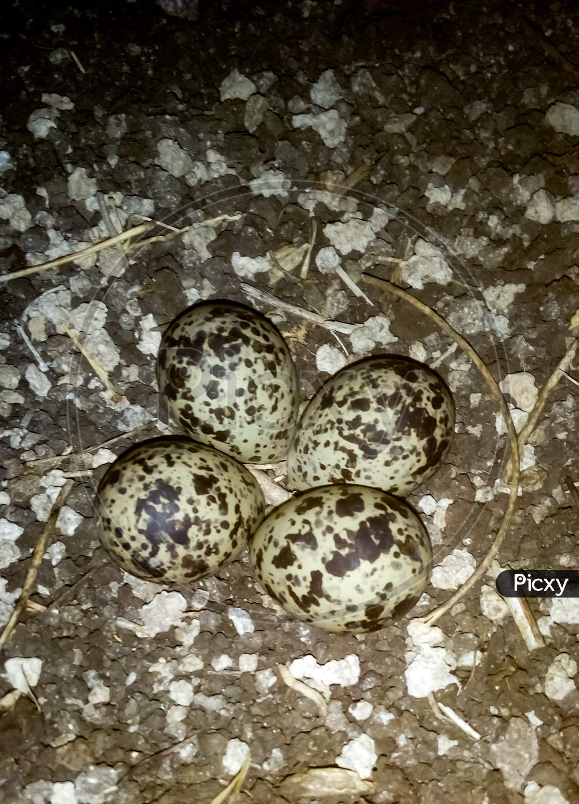Red wattled lapwing four Eggs Closeup