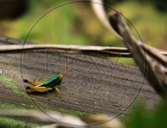 Colored Grasshopper In Tropical Forest, Indonesia