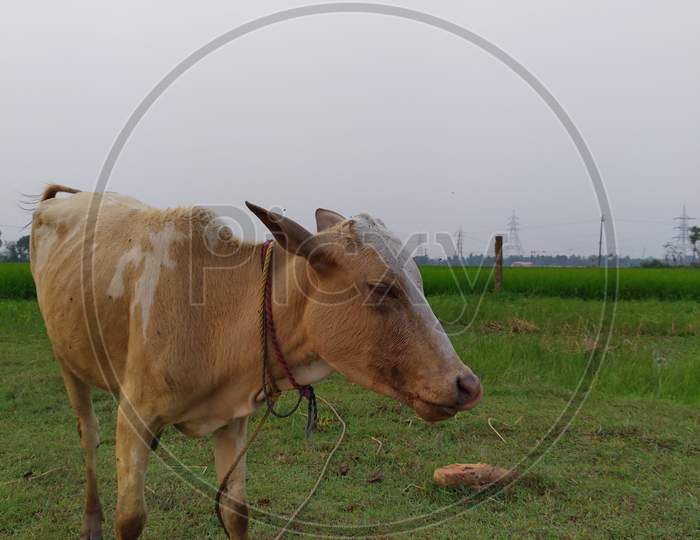 Picture of a zebu cattle