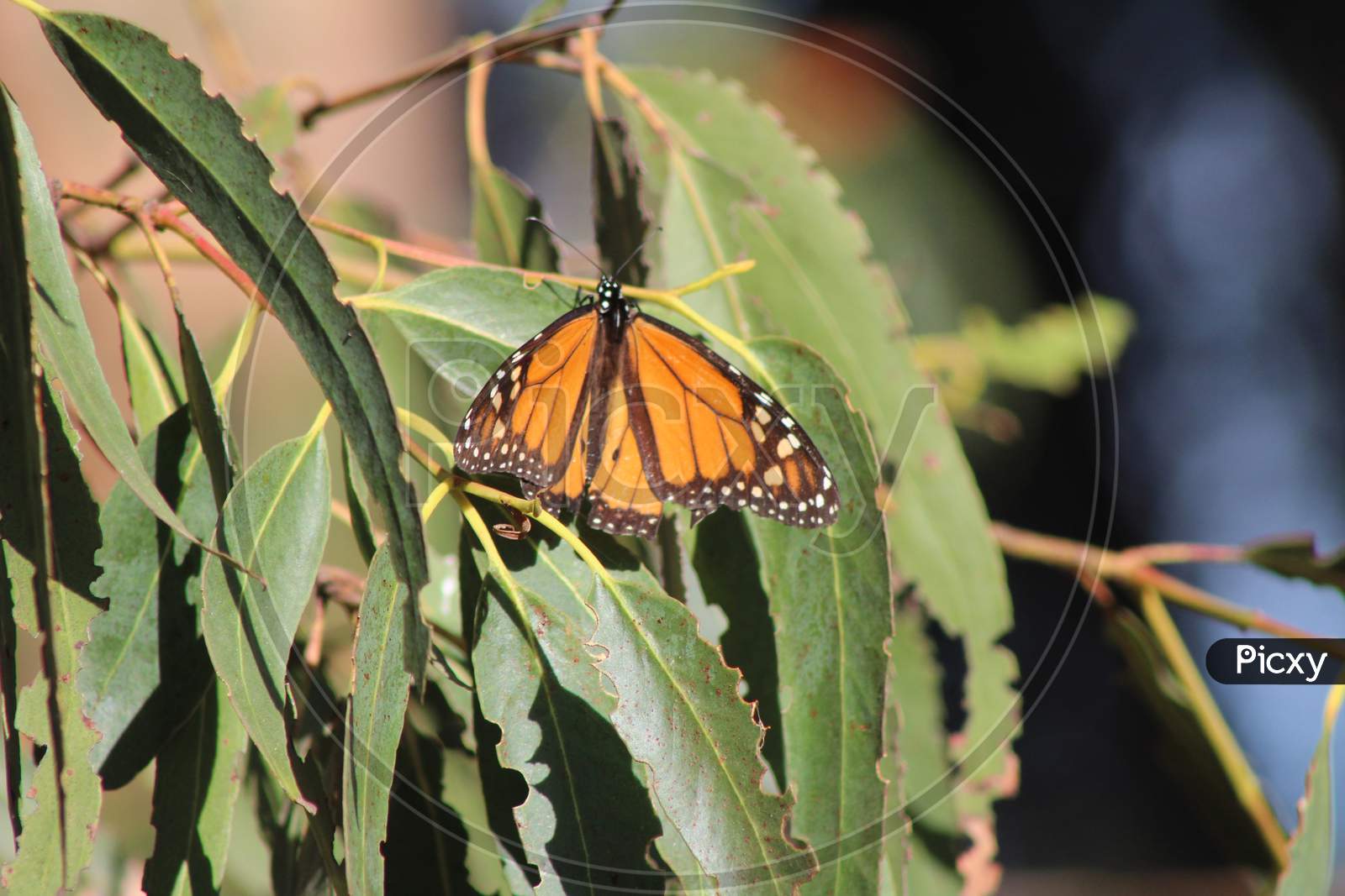 Monarch Butterfly (Ca 06903)