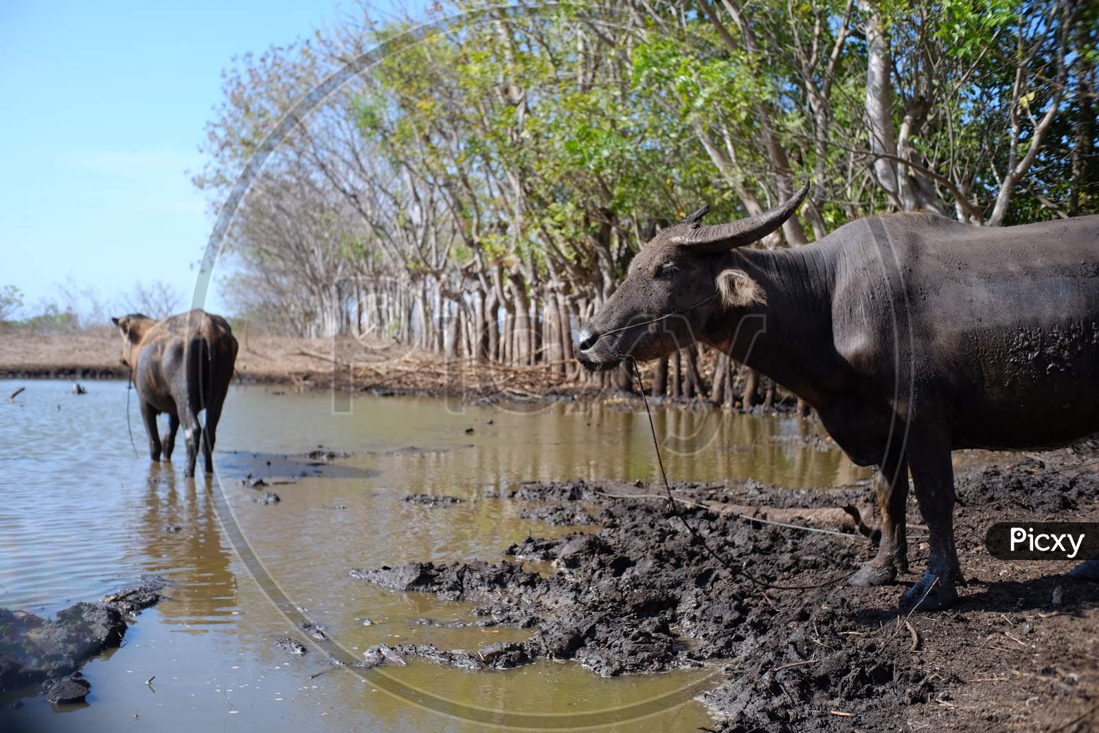 Buffalo in rural mud puddles